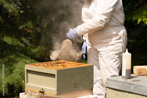Smoker being used on a bee hive to calm the bees so an inspection of the hive can be made. The health of the bees needs to be checked periodically,