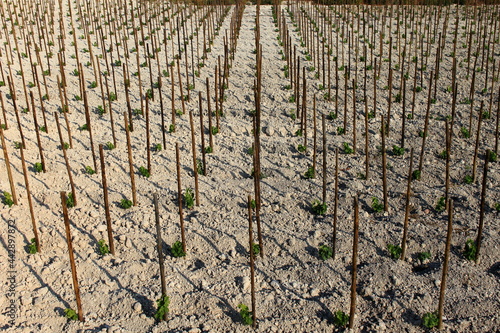 Plantation jeunes pieds de vignes Vallée du Rhône Drôme Auvergne Rhône Alpes France photo