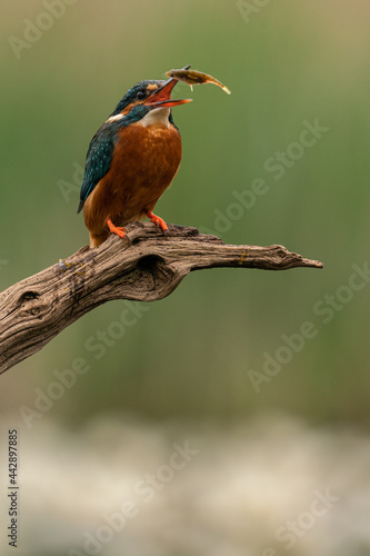 Female kingfisher perches on a branch as she tosses up in the air a recently caught fish so it goes down more easily.