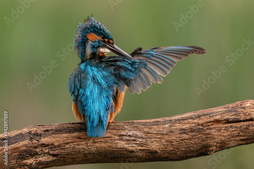 Tableau sur toile Male kingfisher holds out one wing in order to preen it. UK