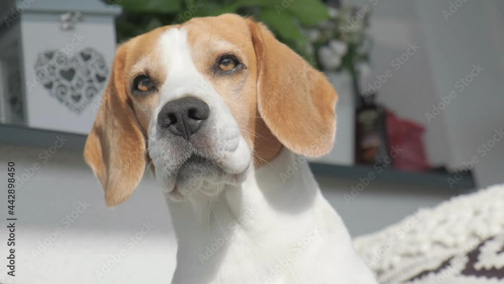 Head closeup of beagle dog in sun. Flappy ears on wind. Dog theme Head closeup of beagle dog in sun. Flappy ears on wind. Dog theme