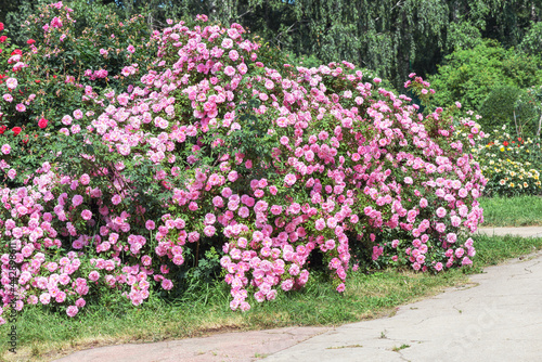 Climbing rose 