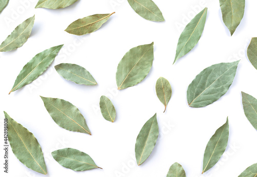 Dry green leaf set isolated on white background