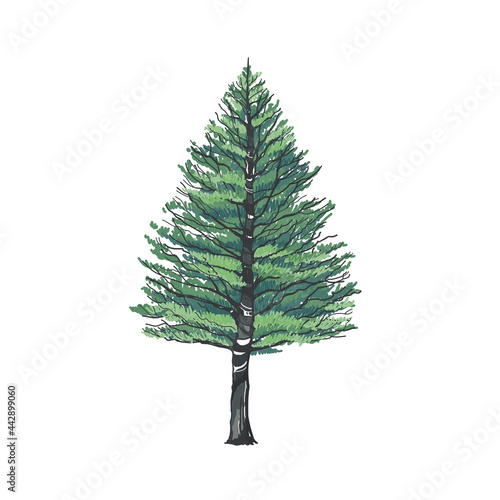 Artistic pine tree in the forest, beautiful scenery, romantic atmosphere, hand sketch drawing and painting, vector illustration, tree elevation for graphic retouch