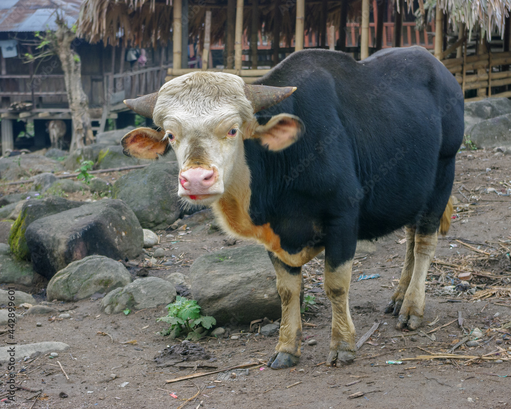 Fototapeta premium Beautiful adult male bos frontalis, known locally as mithun and used for traditional sacrifice ritual by tribes of Arunachal Pradesh, India