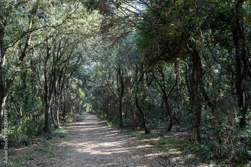 Rimigliano Nature Reserve, the wooded path. A varied thick forest with oak species ,especially olm oak. The park is in area of San Vincenzo, Livorno province, Tuscany 