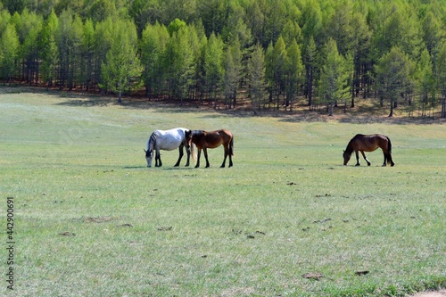 horses in the meadow © Olga