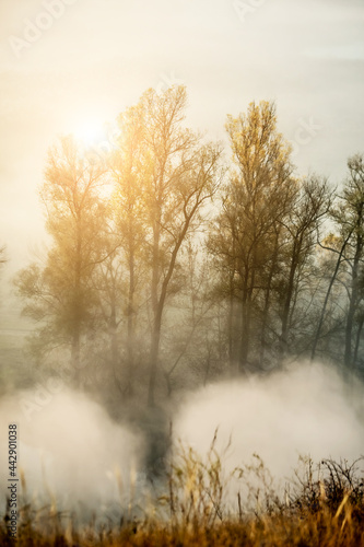 Morning sun burning away autumn mist around trees