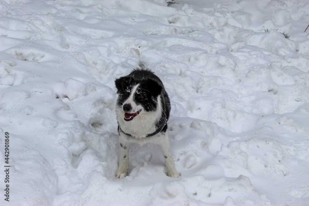 .a border collie dog enjoys a snowy landscape.