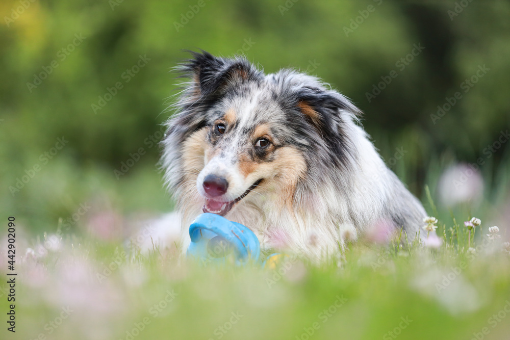 Blue merle sheltie shetland sheepdog laying on the grass and chewing small kids watering can in blue color.