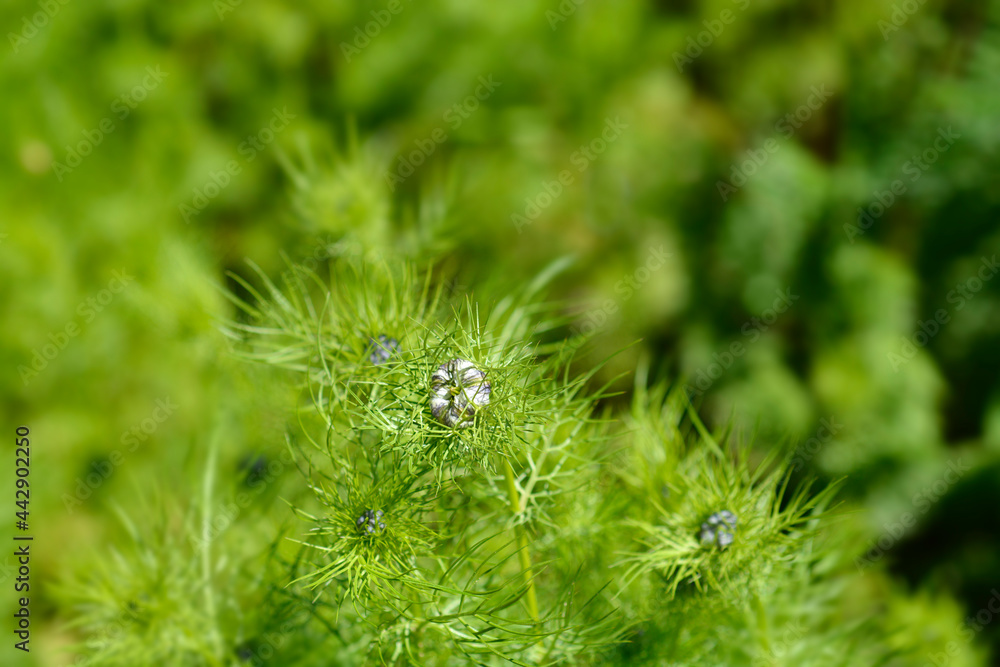 Love-in-a-mist flower Love-in-a-mist flower