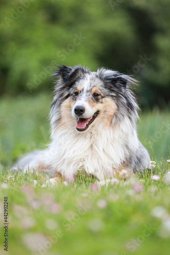 Shetland sheep dog sitting in grass with eyes facing far.