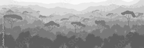 A tropical forest, black and white landscape, panoramic view