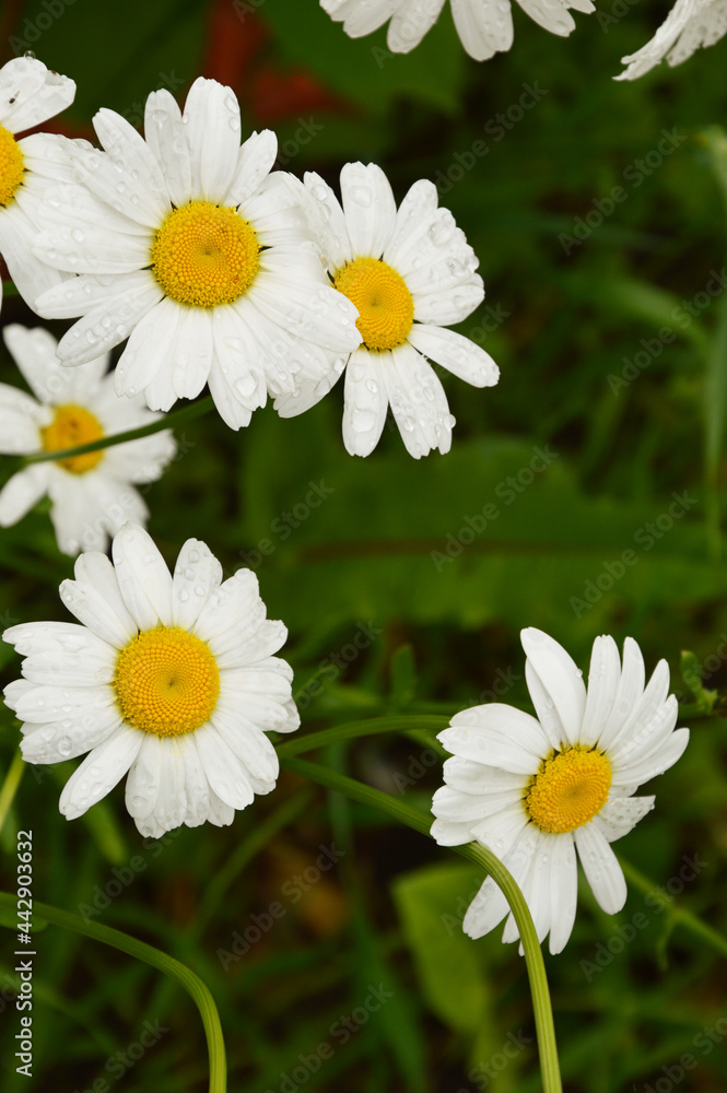 Fototapeta premium beautiful wild white flowers and green grass. summer park. daisies.