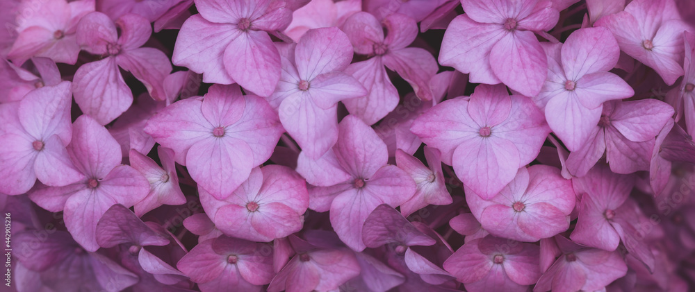 pink flower texture of hydrangea