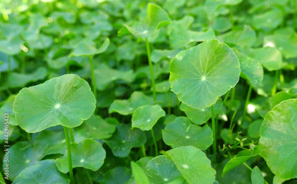 green leaves Centella asiatica or gotu kola organic vegetable and herb on natural light background green leaves Centella asiatica or gotu kola organic vegetable and herb on natural light background