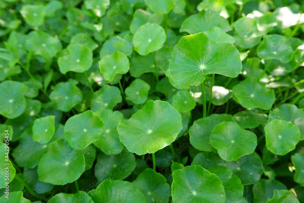 green leaves Centella asiatica or gotu kola organic vegetable and herb on natural light background green leaves Centella asiatica or gotu kola organic vegetable and herb on natural light background