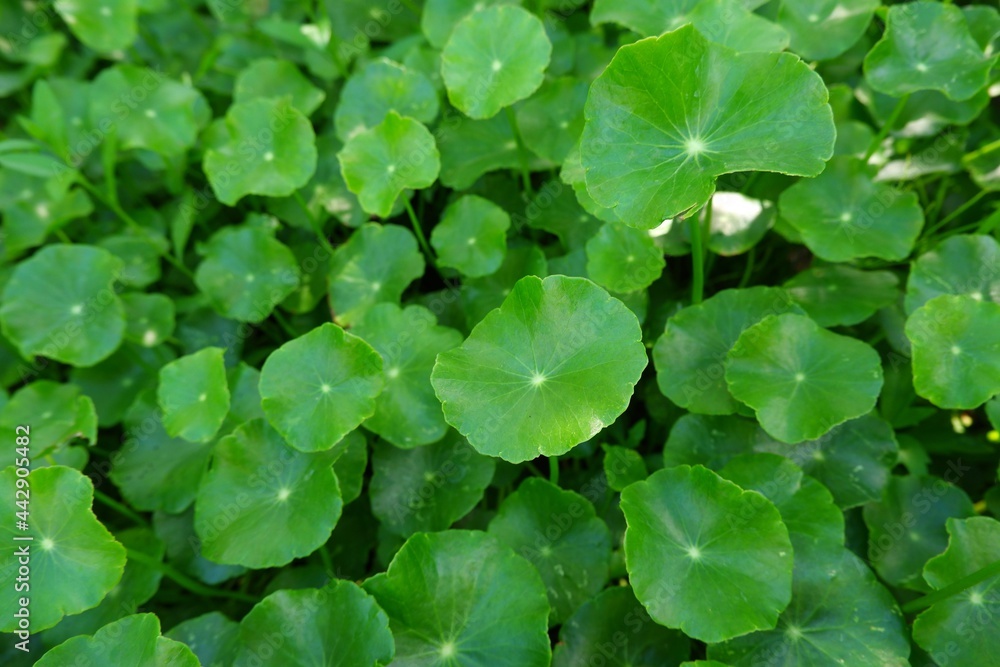 green leaves Centella asiatica or gotu kola organic vegetable and herb on natural light background green leaves Centella asiatica or gotu kola organic vegetable and herb on natural light background