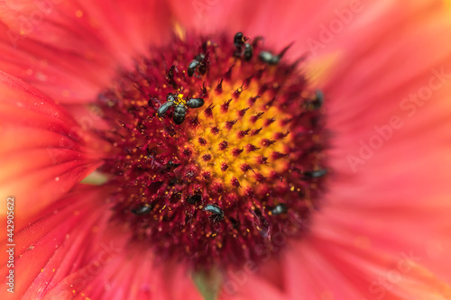 red flower macro