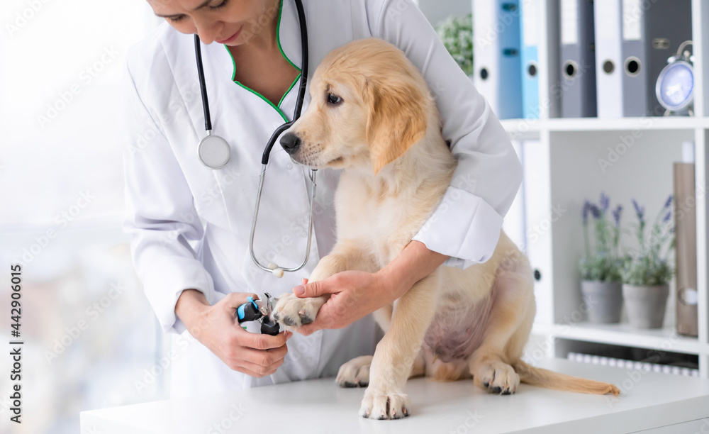 Veterinarian cutting young dog claws in clinic