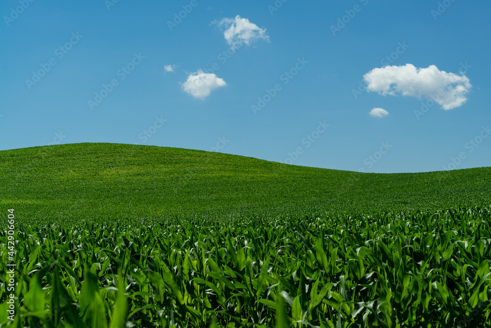 Corn field and blue sky. Village from drone aerial view. Beautiful village with houses and fields in Nysa, Poland. Polish farmland