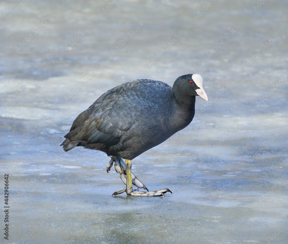 Portrait of the cute australian coot on the frozen lake (Fulica atra) Portrait of the cute australian coot on the frozen lake (Fulica atra)