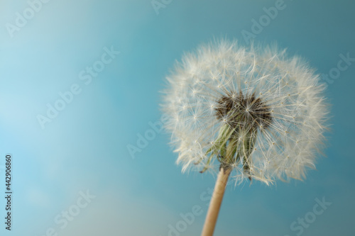 Wallpaper Mural Beautiful dandelion flower on light blue background, closeup. Space for text Torontodigital.ca