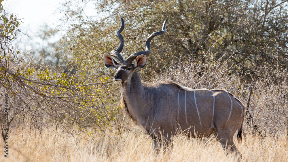 kudu bull in winter season kudu bull in winter season