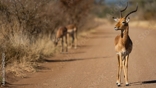 Impala ram in the road photo