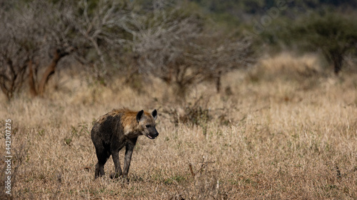 Spotted hyena covered in dark mud