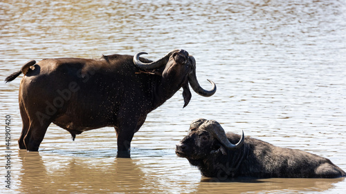 fear, horns, large, natural, outdoor, black, mammal, africa, african, african buffalo, animal, buffalo, cape buffalo, cooling off, free, free roaming, in the water, kruger, kruger national park, natur © Jurgens