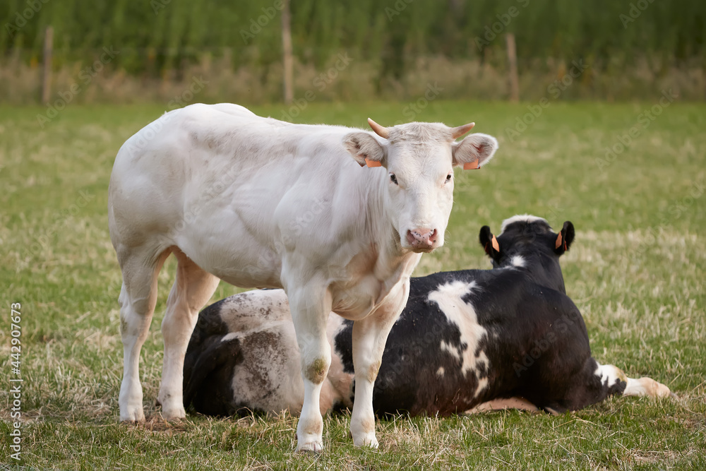 A white and black young cow in the meadow A white and black young cow in the meadow