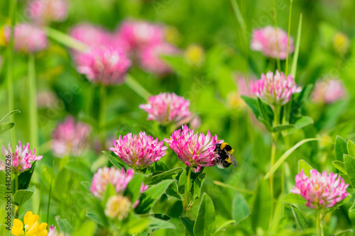 Fotografia red clover meadow with a bumblebee