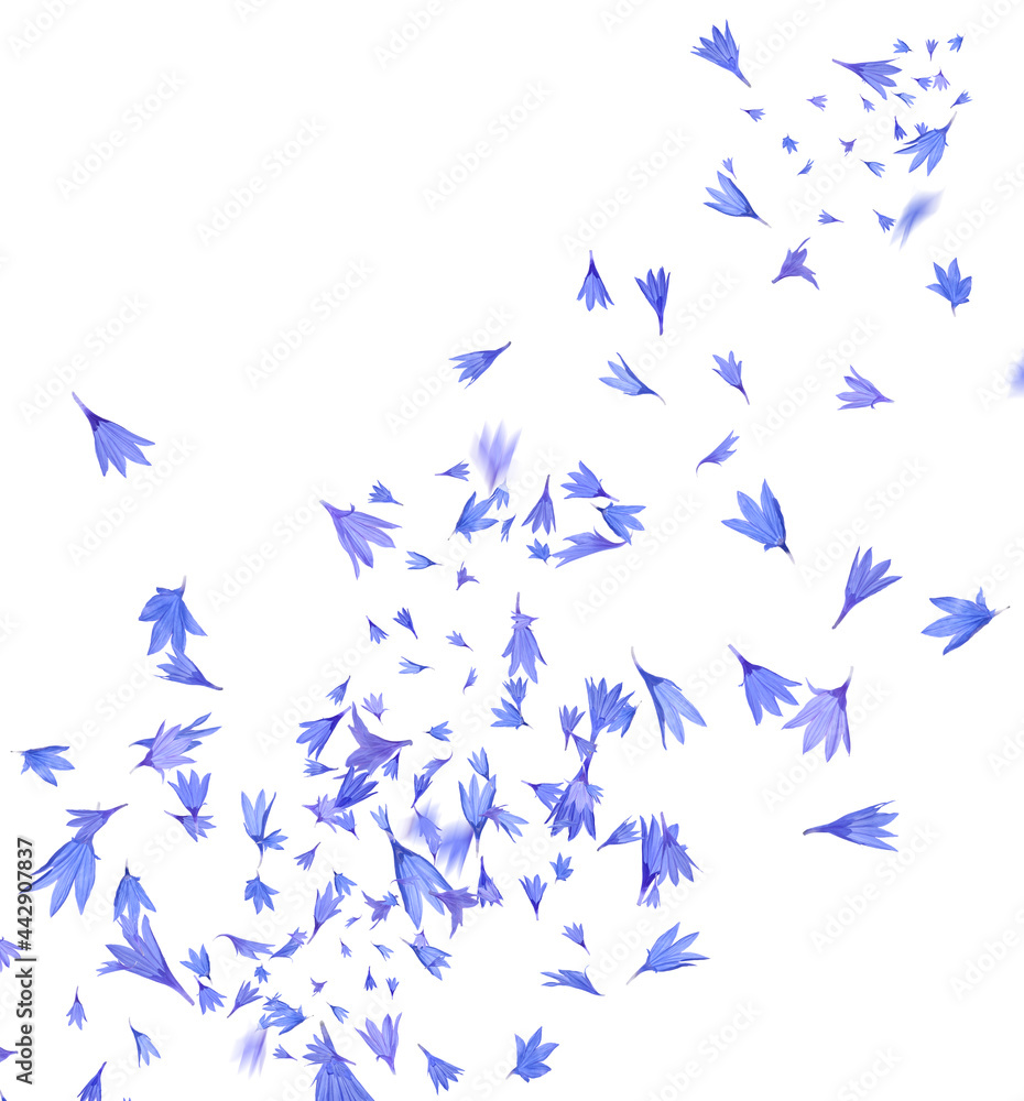 Obraz Beautiful tender blue cornflower petals flying on white background