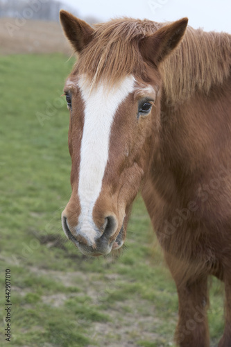 Portrait of a brown horse © erwin