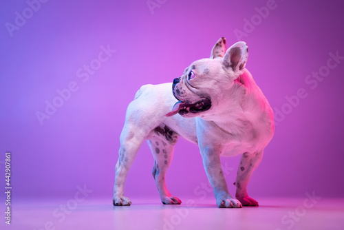 Portrait of purebred dog bulldog posing isolated over studio background in neon gradient pink purple light.