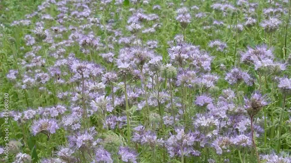 Bees on an inflorescence of a tansy phacelia.
Phacelia tansy is an excellent honey plant.
Bees on an inflorescence of a tansy phacelia.
Phacelia tansy is an excellent honey plant.