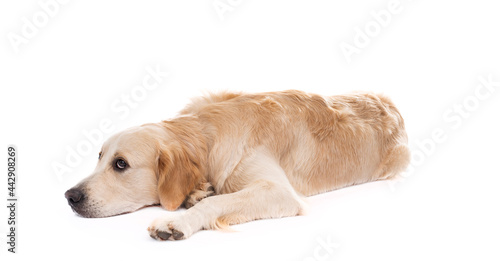 Golden retriever dog lying sideways with head down