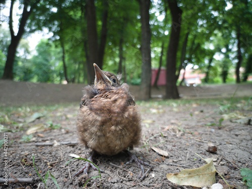 A young bird falling out of a nest on the ground.