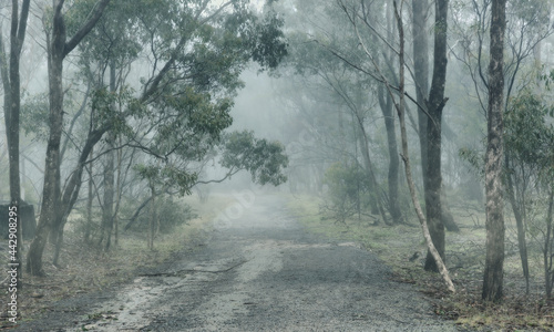 Foggy bush path, Woodlands Historic Park, Greenvale, Melbourne © Andrew