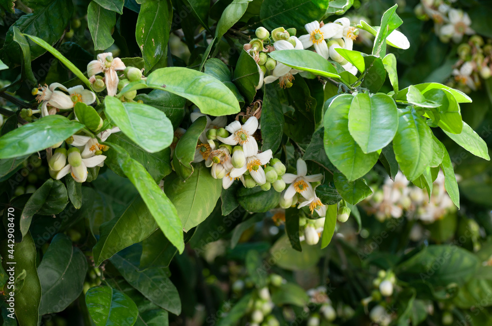 White Pomelo blossom clusters White Pomelo blossom clusters