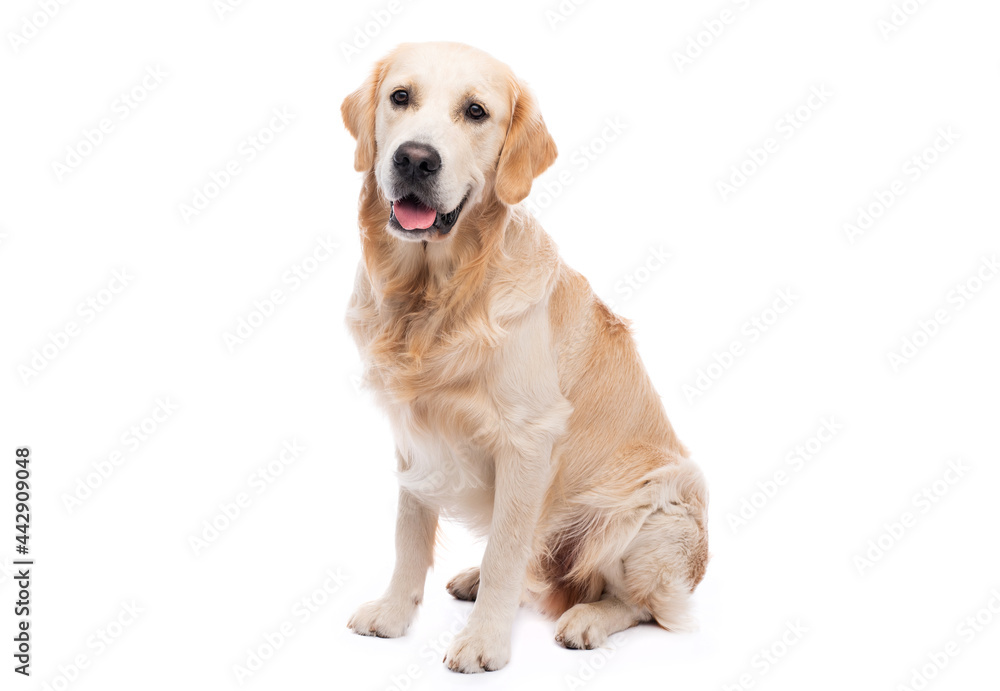 Golden retriever dog isolated on white background