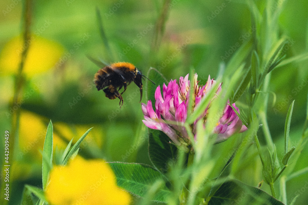 red clover meadow with a bumblebee red clover meadow with a bumblebee