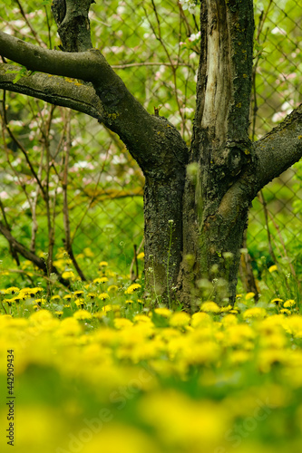 Old tree with lots of dandelions and green grass.