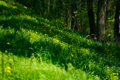 Green grass and trees in summertime. Nature concept