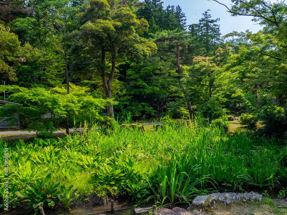 Fototapeta premium Asian skunk cabbage garden in a park (Yahiko park, Yahiko, Niigata, Japan)