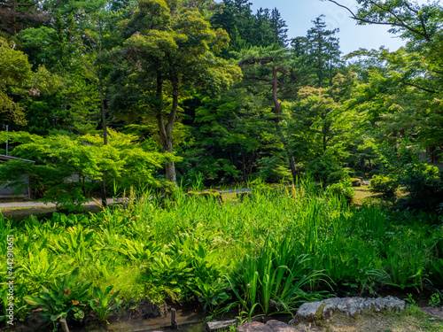 Asian skunk cabbage garden in a park  Yahiko park  Yahiko  Niigata  Japan 