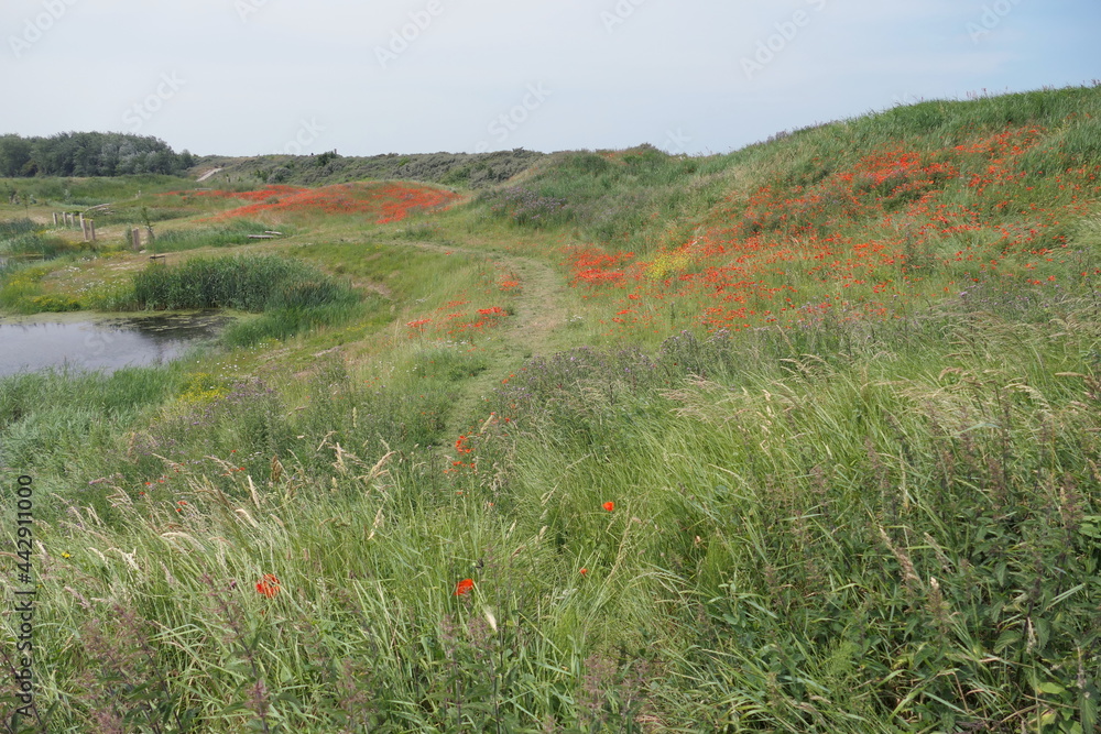 A sand dune landscape by the Dutch coast, filled with grasses and poppies, along with a pond and water life such as coots