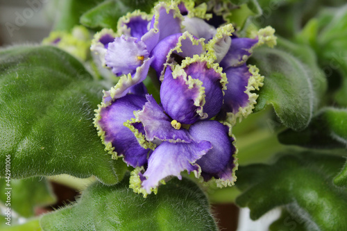 blue and purple flowers
