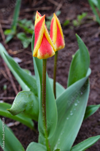 tulip in the garden